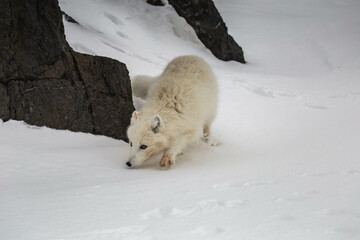 Lis polarny na południowym Spitsbergenie © blackspeed