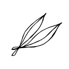 Two leaves of a doodle-style eucalyptus tree on a white background are isolated