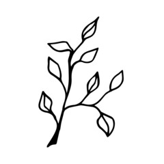 Hand drawn twig with eucalyptus tree leaves on a white background isolated.