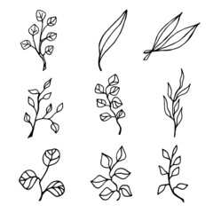 A set of eucalyptus. Hand drawn collection of leaves and twigs of eucalyptus tree on a white background isolated.
