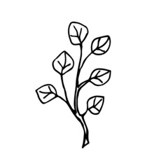 Vector sprig of eucalyptus. An illustration of a eucalyptus tree on a white background is isolated