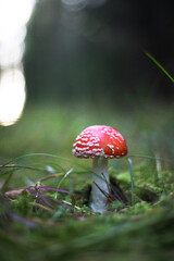 fly agaric on the ground
