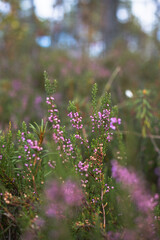 Heather in the woods