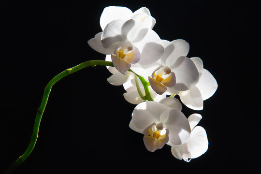 Close-Up of a white orchid against a black background