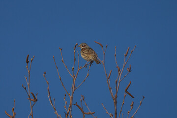 木のてっぺんに止まっていたホウアカ