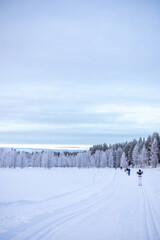 Ski route in Finnish lapland