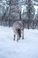 Little curious reindeer