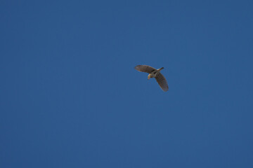 青空高く飛び、鳴いていたヒバリ