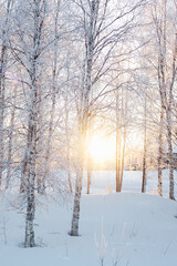 Sun glowing through the trees