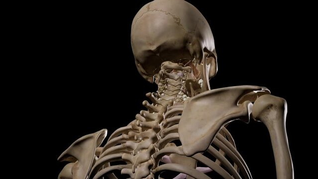 Detailed human Skeleton. 3d animation.