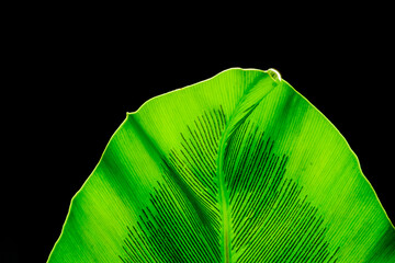 Green leaf of Bird’s nest fern on a black background, green leaf detail.soft focus. shallow focus effect.