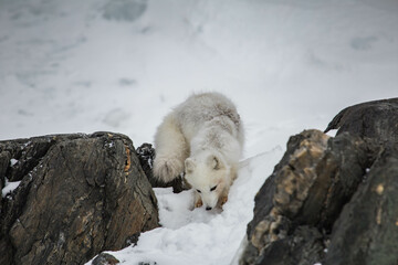 Lis polarny na południowym Spitsbergenie - obrazy, fototapety, plakaty