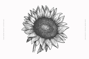 Hand-drawn sunflower inflorescence in engraving style. Vintage botanical image of a garden plant for a floral background. Vector illustration for shop design, packaging, postcards, books.