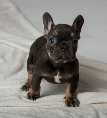 French Bulldog. Beautifull black doggy with blue eyes