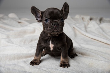 French Bulldog. Beautifull black doggy
