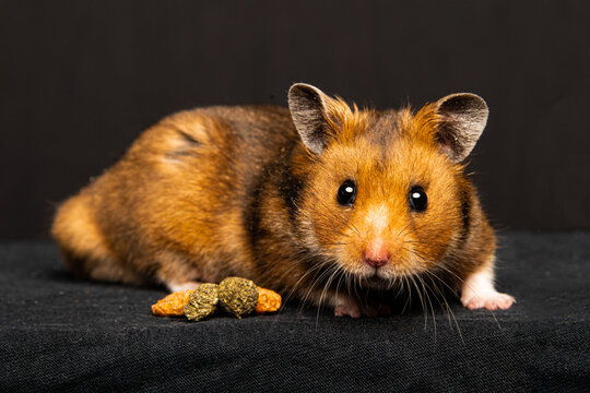 Tony the Hamster