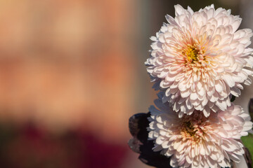 Pink and white chrysanthemums on a dark natural blurred background, selective focus. Beautiful chrysanthemum flowers close-up in the garden. Blooming chrysanthemums, vintage floral background