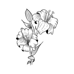 lily in black and white for decoration, design, magazines and books, botany
