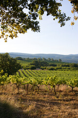 Fototapeta na wymiar Vineyards during summer in Provence in France