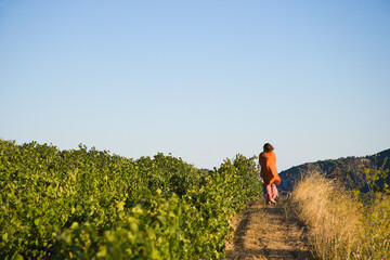 Vineyards during summer in Provence in France - obrazy, fototapety, plakaty
