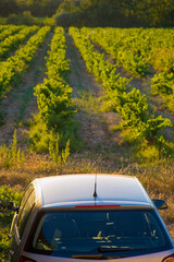 Vineyards during summer in Provence in France - obrazy, fototapety, plakaty