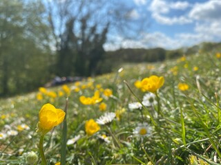 Spring, flowers, Spring flowers, field, medow, wild flower, landscape, sunny weather, blue sky, English spring,, daisy, buttercup, 