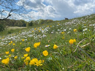 Spring, flowers, Spring flowers, field, medow, wild flower, landscape, sunny weather, blue sky, English spring,, daisy, buttercup, 