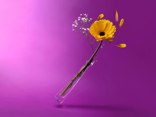 Glass vase with a gerbera stem and gypsophila falling over