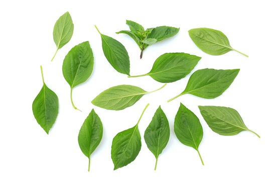 Thai basil leaves with shadow isolated on white background