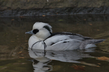 Drake Smew swimming on a pond.