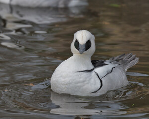 Drake Smew swimming on a pond.