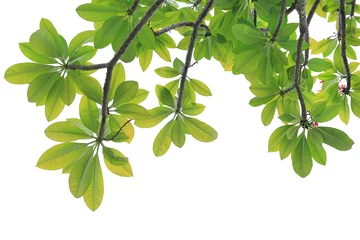 Keuken spatwand met foto Green Plumeria or Frangipani leaves on tree over white background. © zilvergolf
