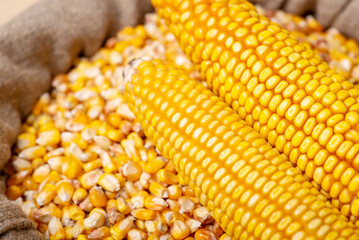 Two heads of corn on sack full of corn grain. Harvest of corn concept
