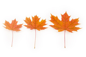 Three autumn maple leaves on a white background