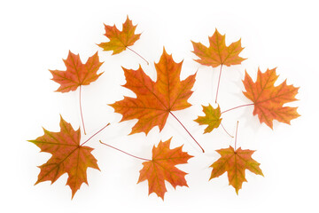 Autumn maple leaves on a white background
