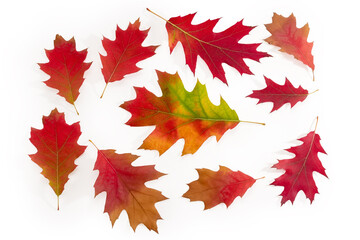 Autumn multicolored leaves of the northern oak on a white background