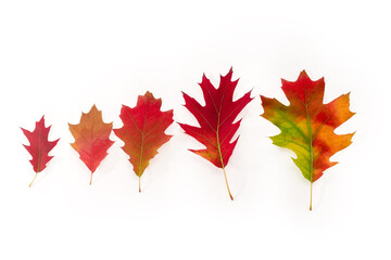 Autumn multicolored leaves of the northern oak on a white background