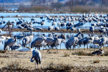 thousands of cranes (grus grus) gathering at the swedish lake hornborgasjön in april