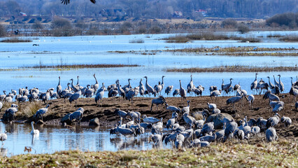 thousands of cranes (grus grus) gathering at the swedish lake hornborgasjön in april