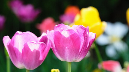 Fototapeta premium tulips in the garden