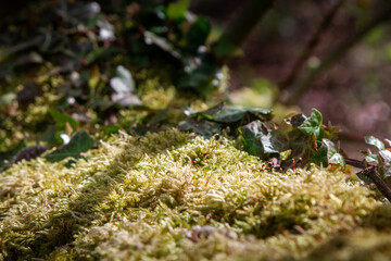 Moss and Ivy over old tree stump