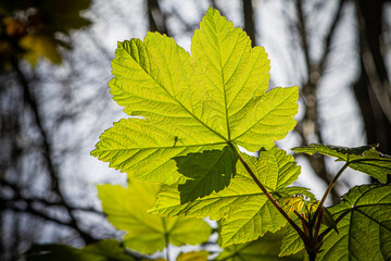 Backlit green leaves in Spring sunshine
