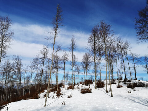 Snowy winter forest landscape, Basilicata, Italy