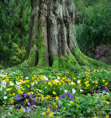 a flower meadow with small spring flowers, a flower bed with spring wild flowers and a mighty tree...