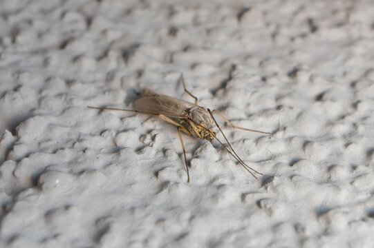 insect Tipulidae on the wall
