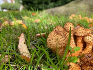 mushroom in the grass