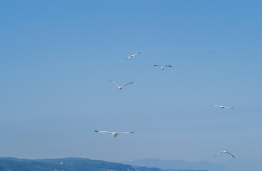 White seagulls fly in the blue sunny sky above the crystal blue sea.