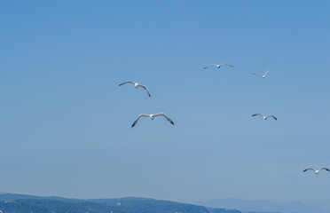 White seagulls fly in the blue sunny sky above the crystal blue sea.