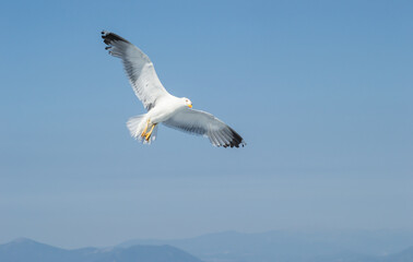 A sea gull with a full wingspan soars in the clear blue sky.