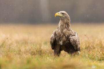 White-tailed eagle, haliaeetus albicilla, resting on the ground during a rain in autumn nature....